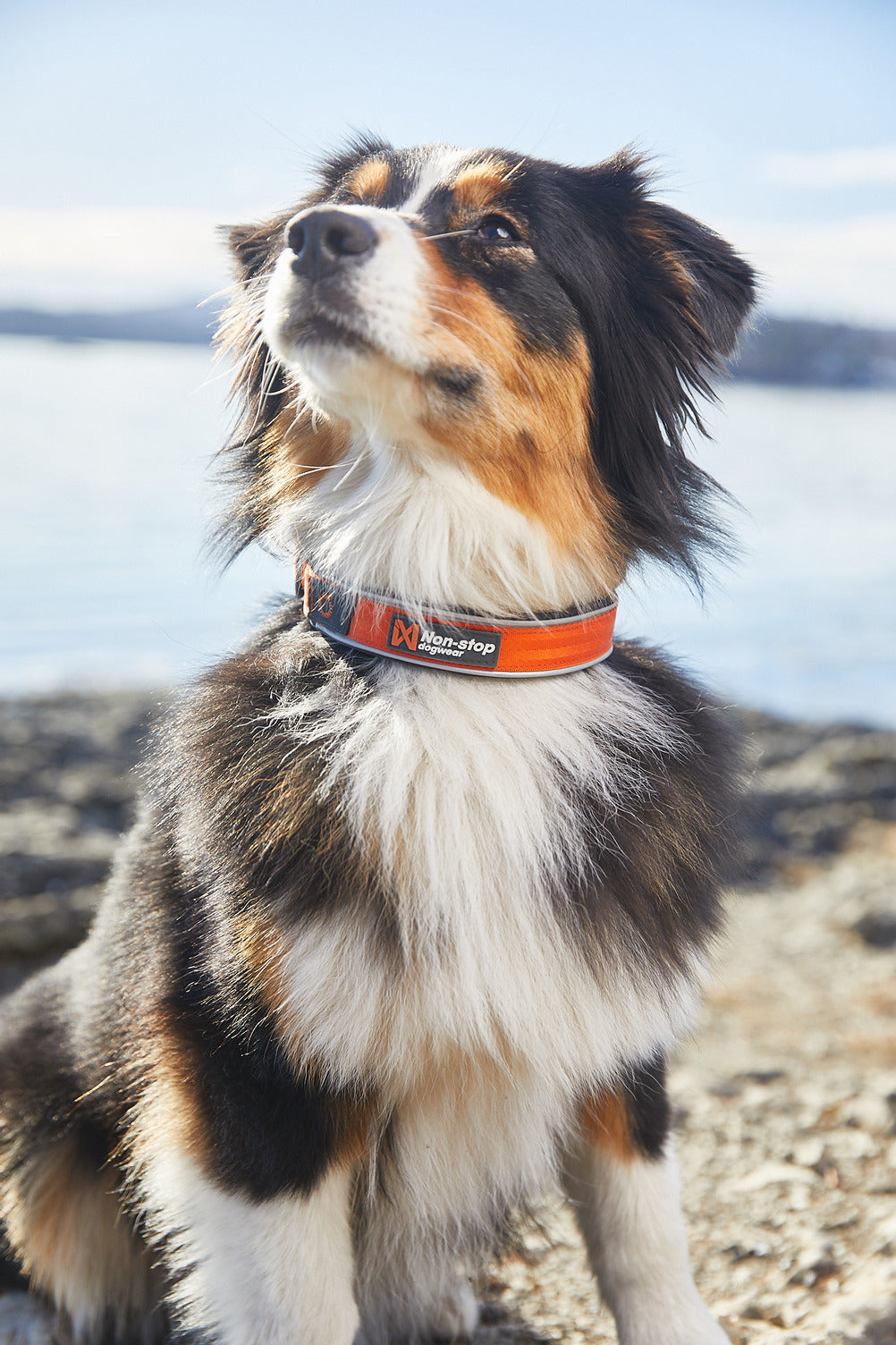 Reflective Dog Collar product image 5
