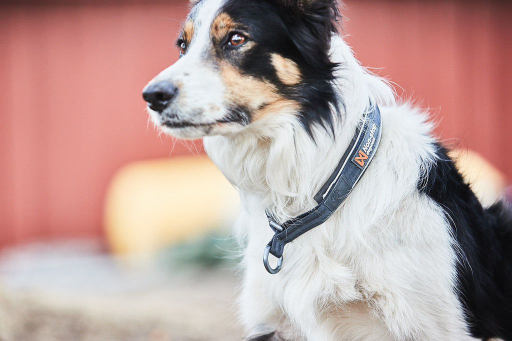 Reflective Dog Collar product image 6