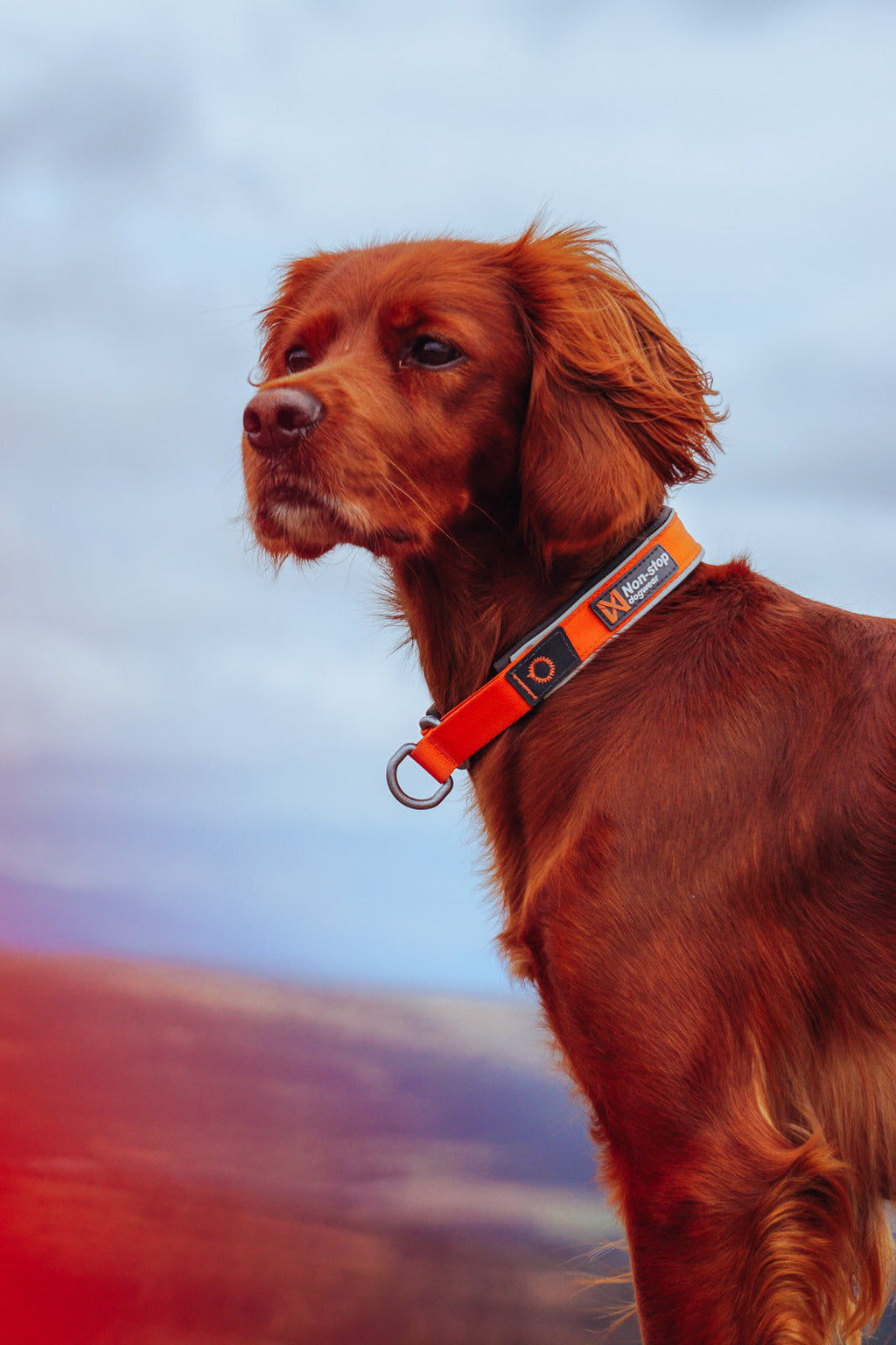 Reflective Dog Collar product image 7