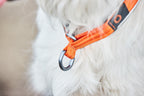 Reflective Dog Collar product image 8