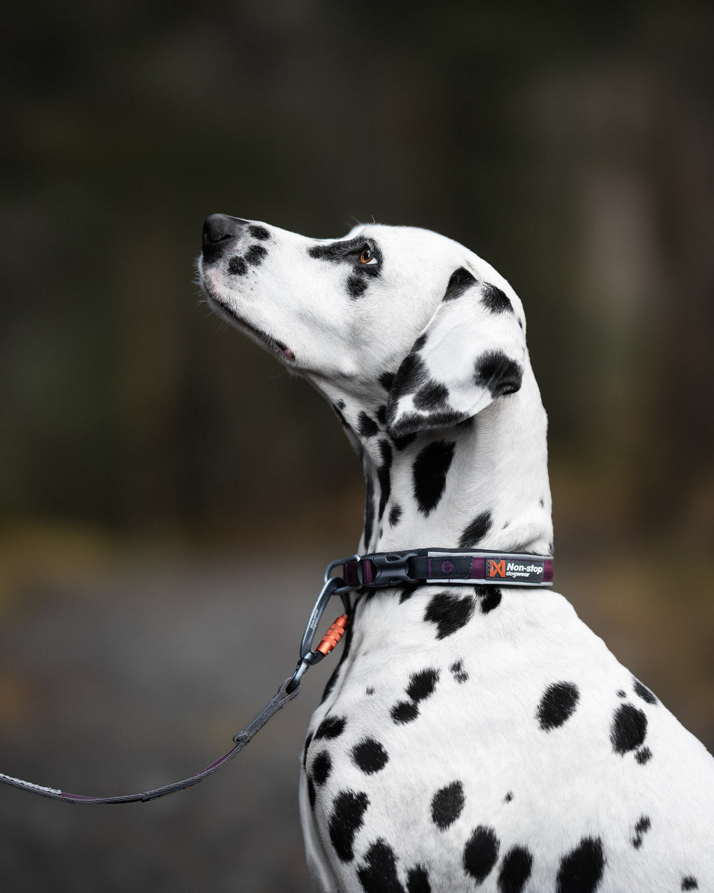 Dog Collar product image 2