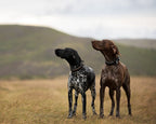 Adjustable Dog Collar product image 2