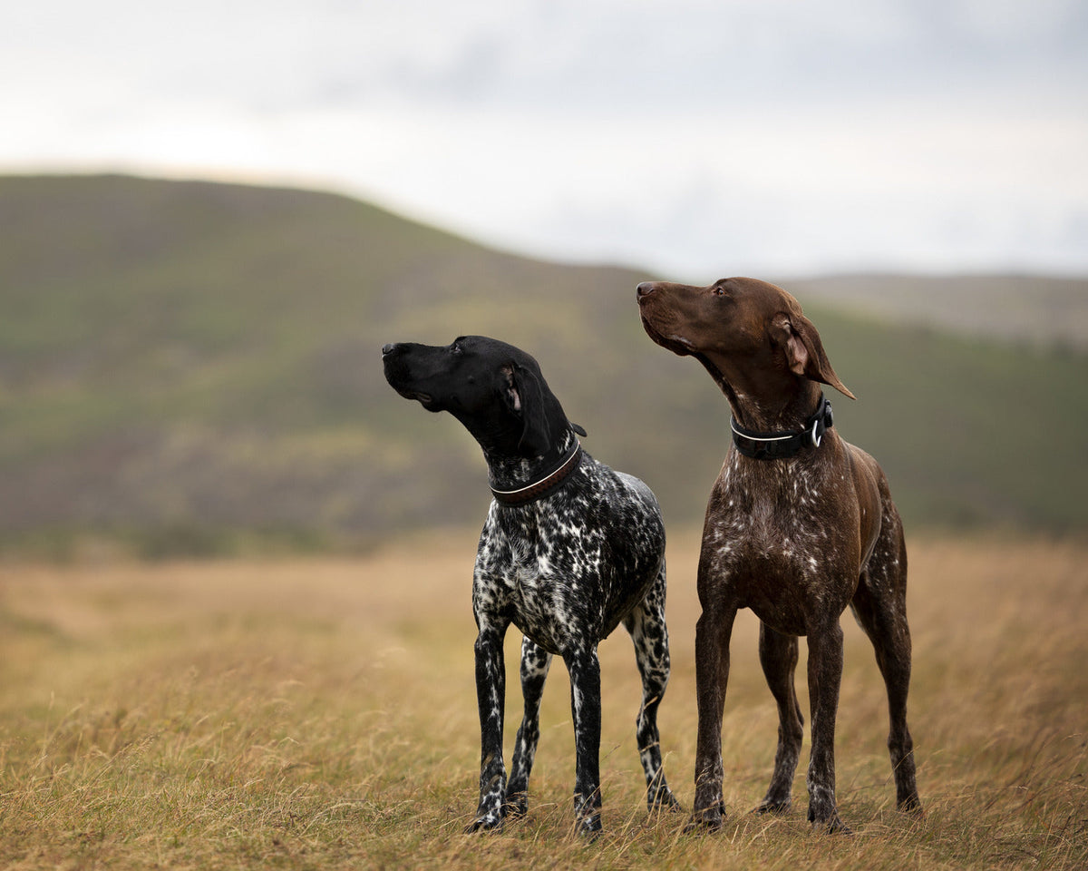 Adjustable Dog Collar product image 2