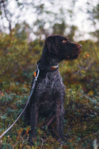 Adjustable Dog Collar product image 5