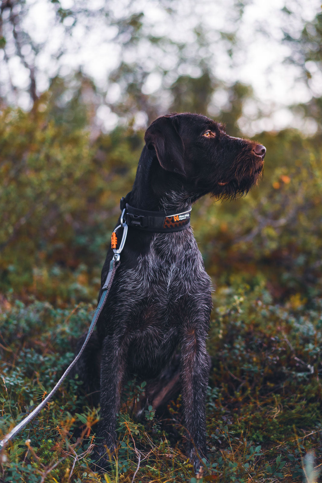Adjustable Dog Collar product image 5