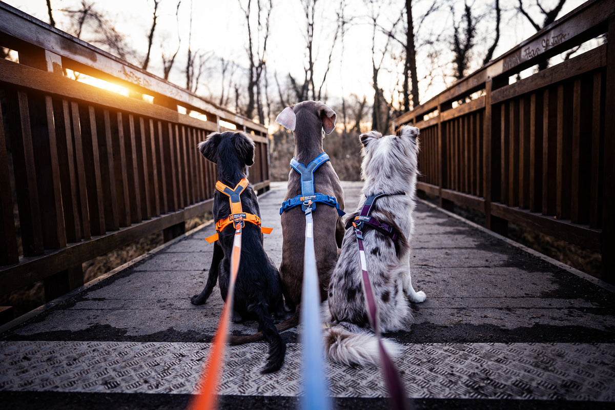 Dog Leash product image 2