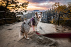 Dog Leash product image 7