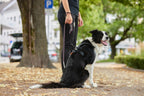 Dog Leash product image 8