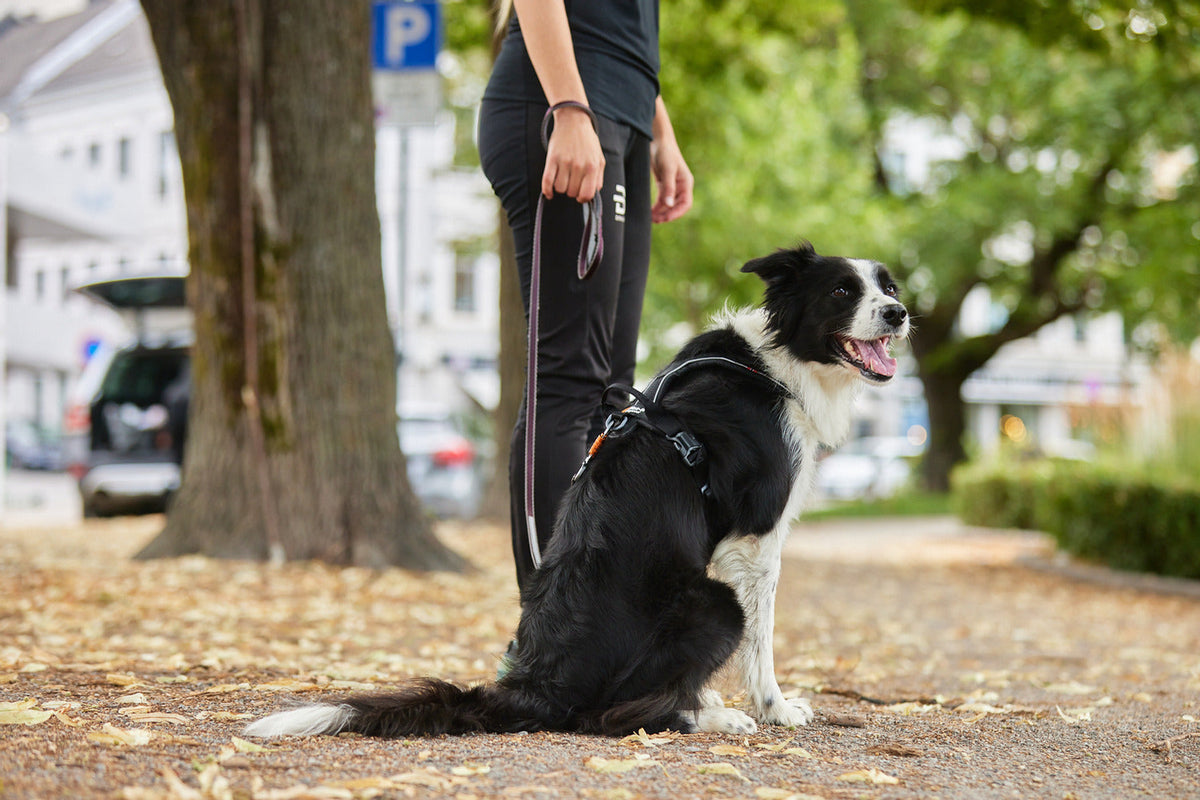 Dog Leash product image 8