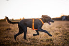 Dog Harness product image 13