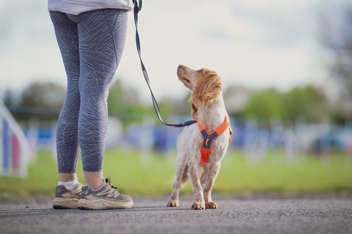 Dog Harness product image 14