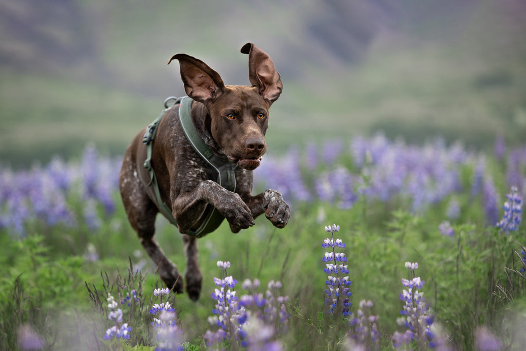 Dog Harness product image 16