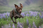 Dog Harness product image 16