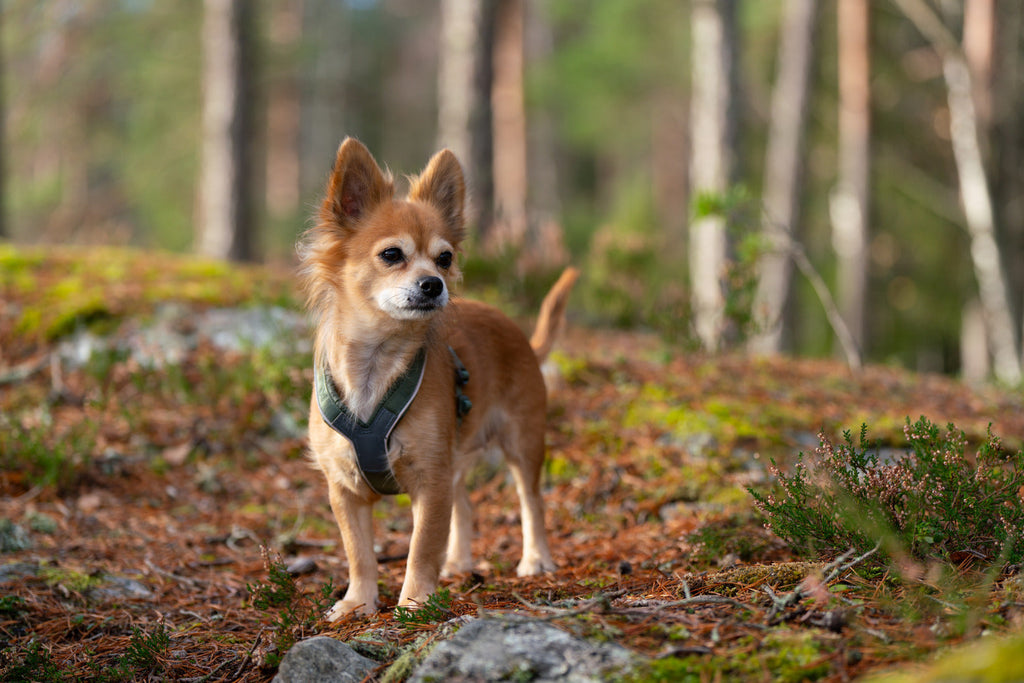 Dog Harness product image 17
