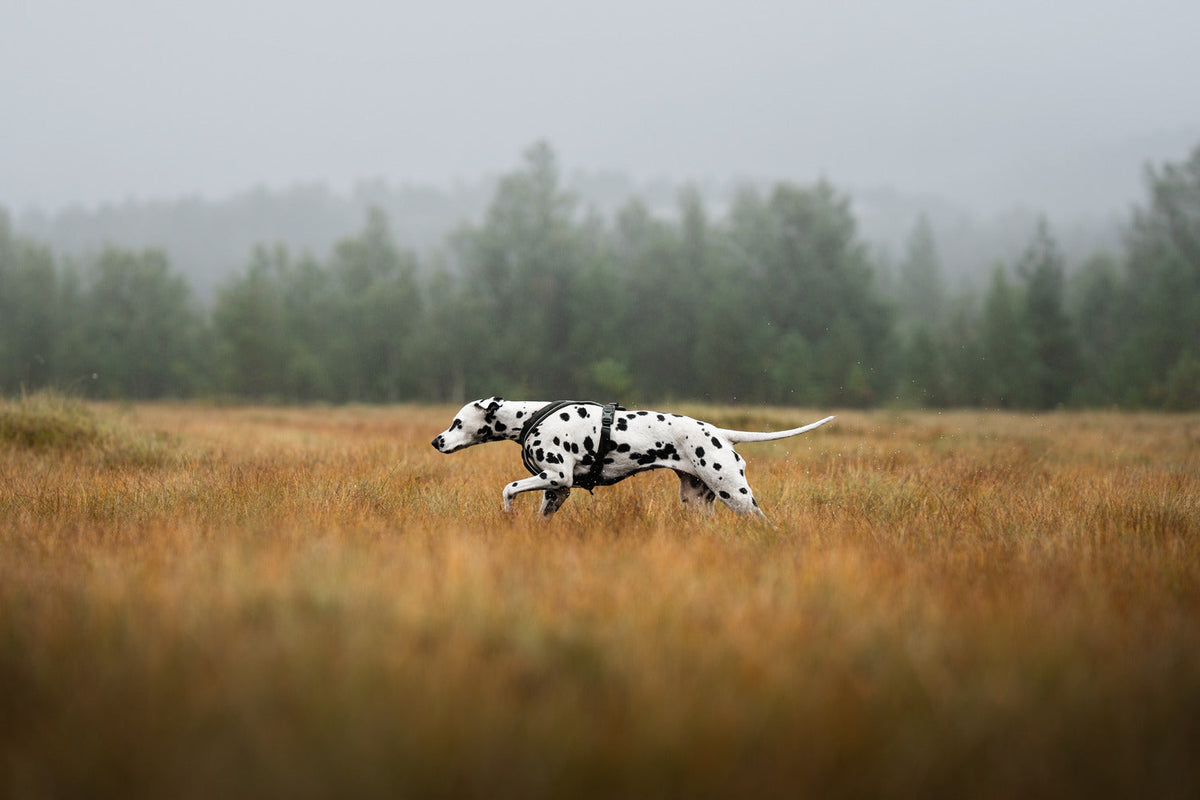 Dog Harness product image 18