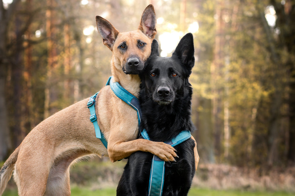Dog Harness product image 21