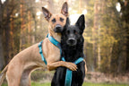 Dog Harness product image 21