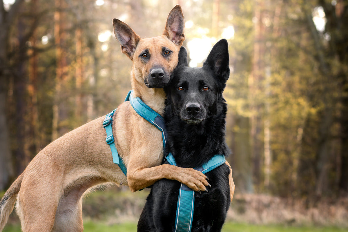 Dog Harness product image 21