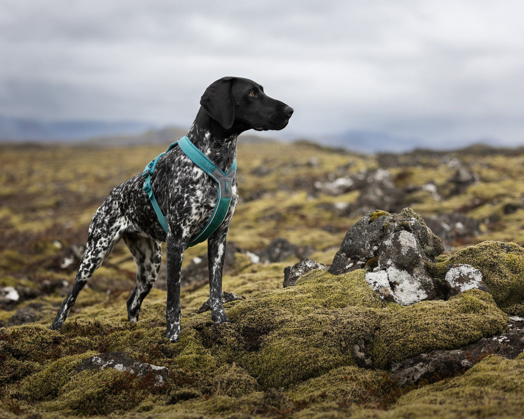 Dog Harness product image 22