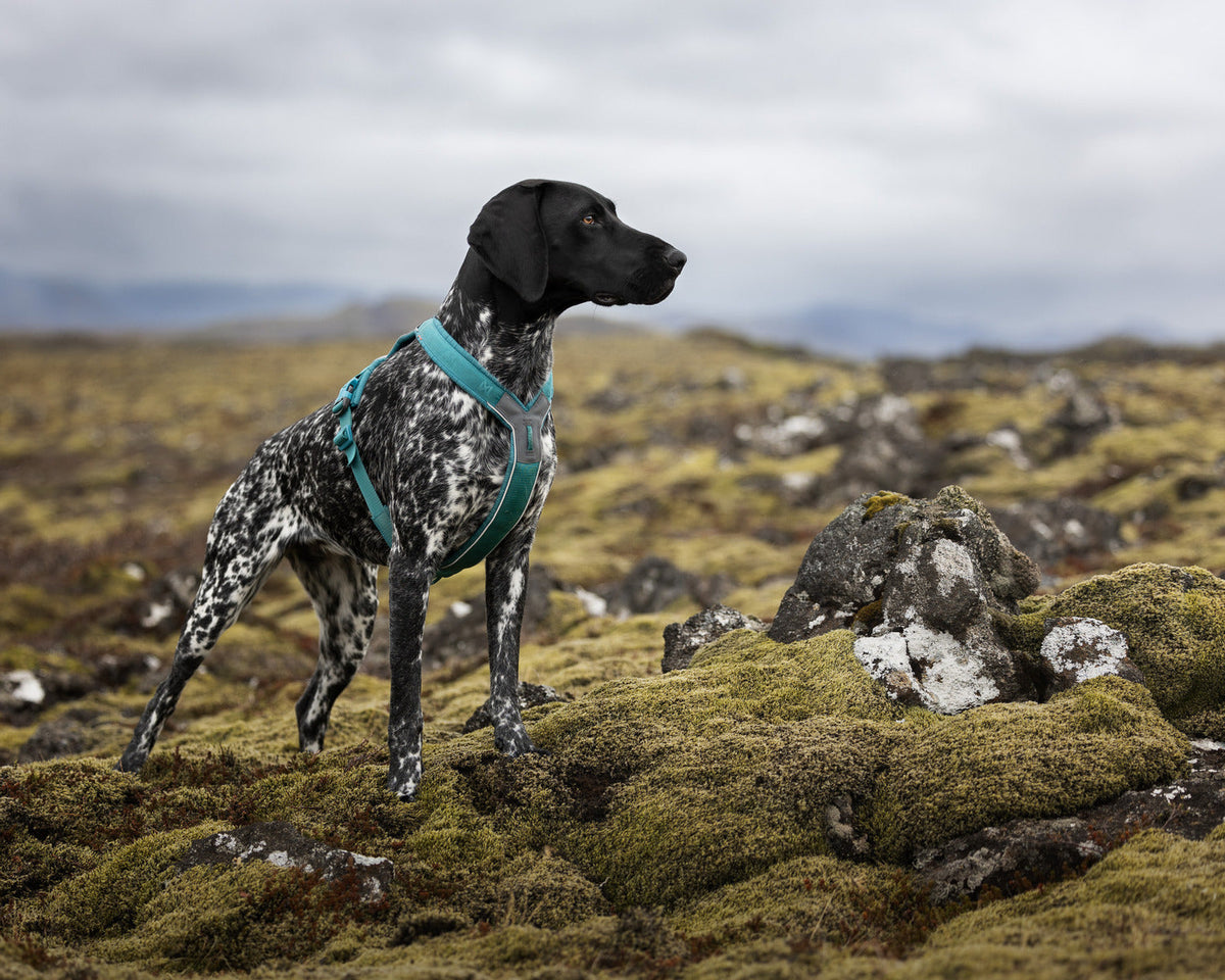 Dog Harness product image 22