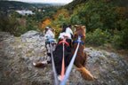 Dog Harness product image 25