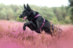Dog Harness product image 27
