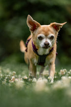 Dog Harness product image 28