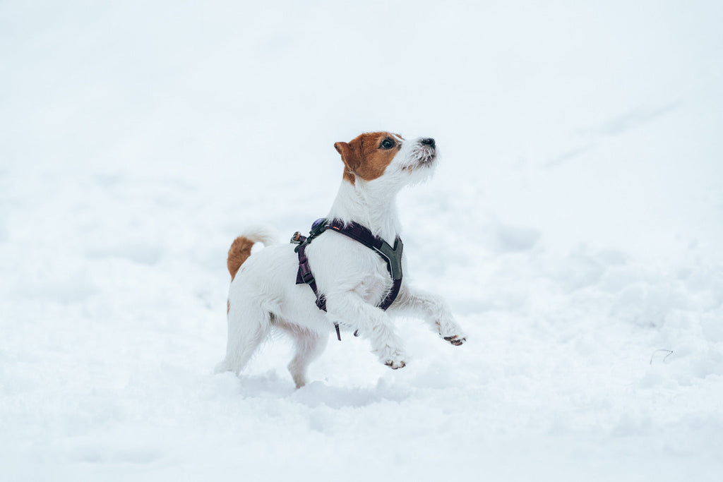 Dog Harness product image 29