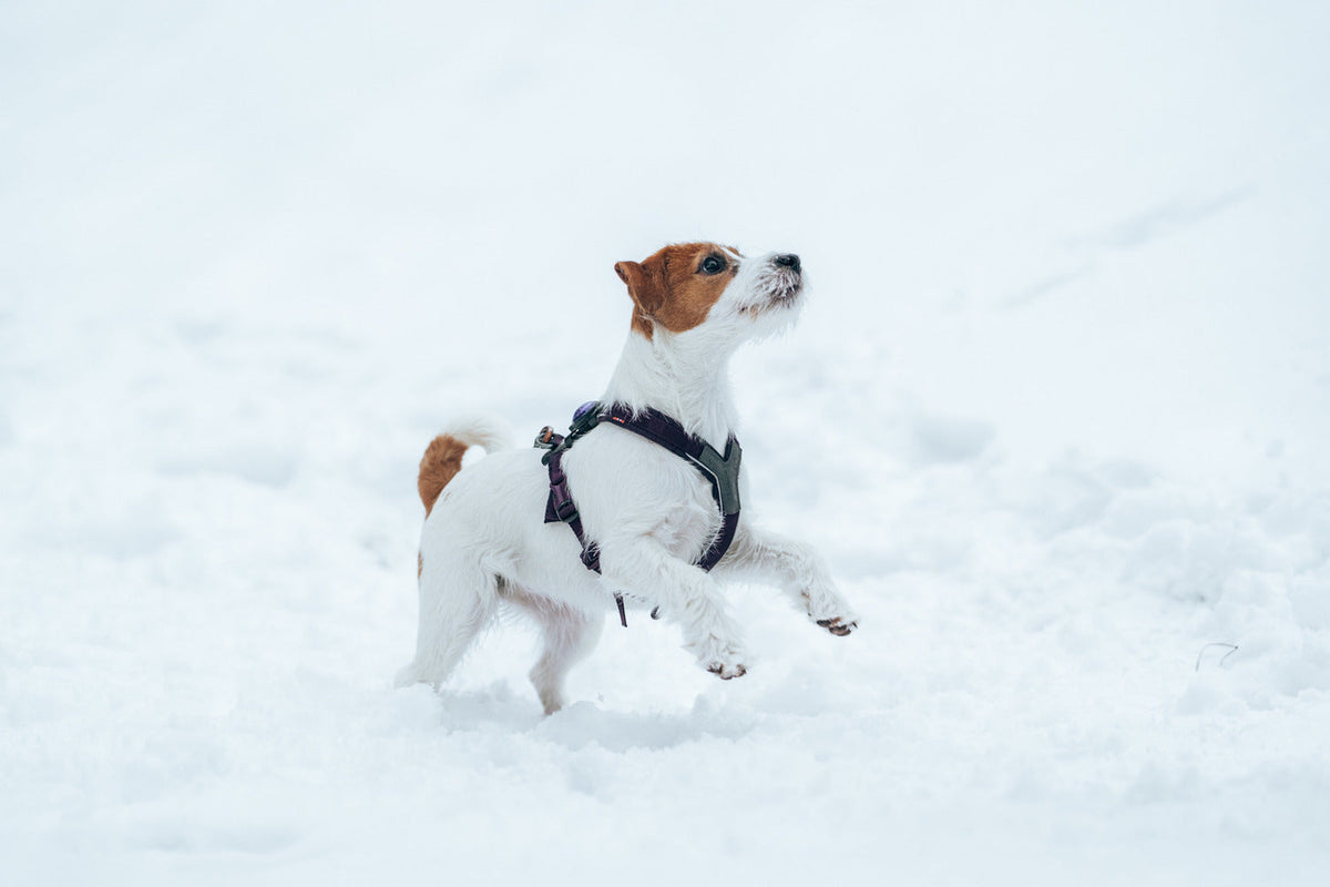 Dog Harness product image 29