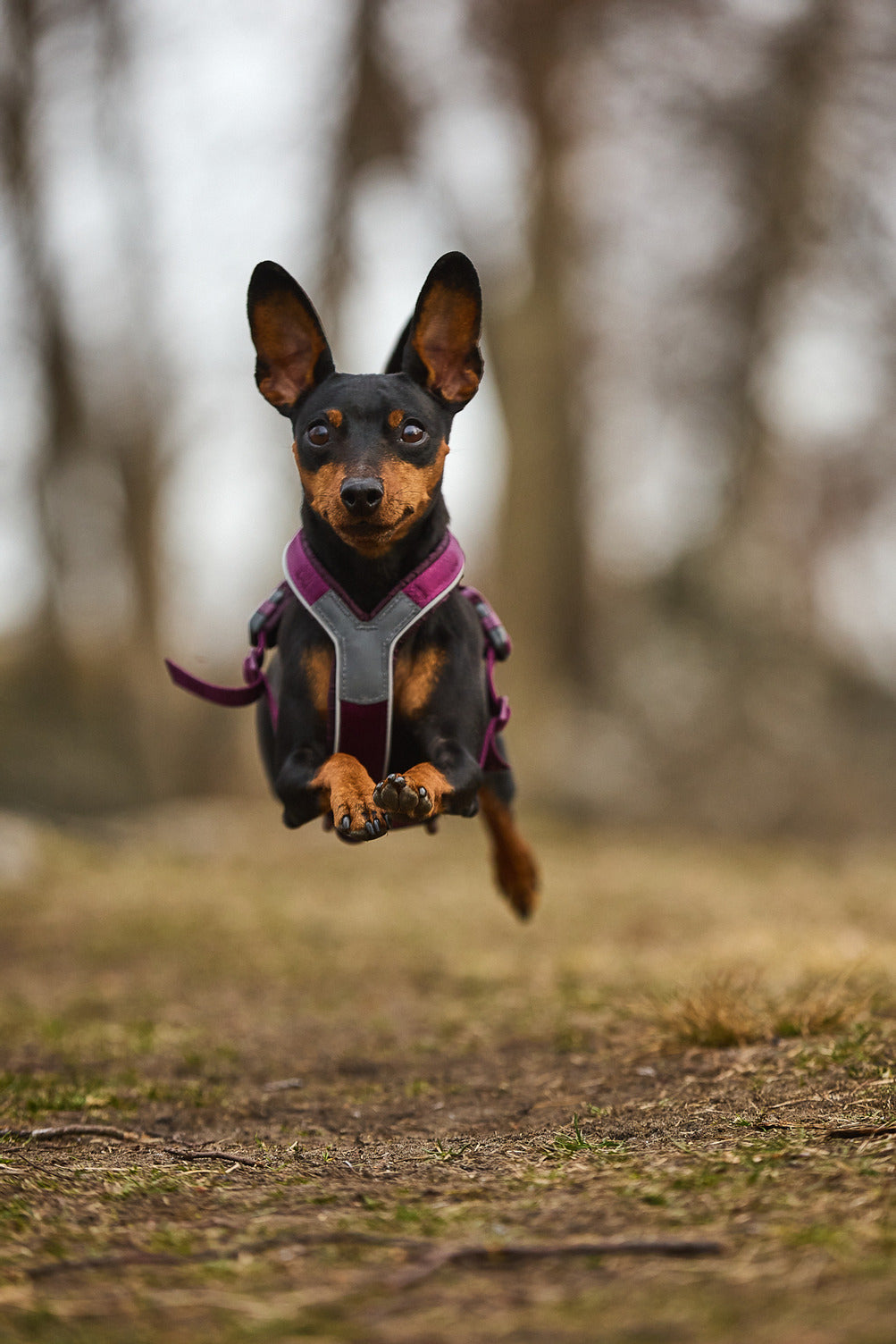 Dog Harness product image 31