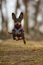 Dog Harness product image 31