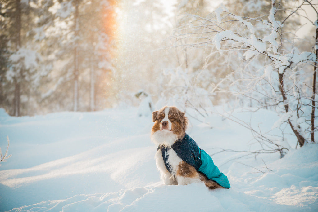 Dog Winter Jacket product image 10