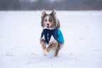 Dog Winter Jacket product image 11
