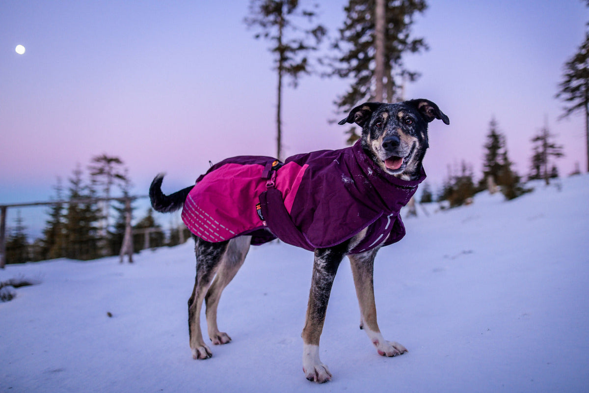 Dog Winter Jacket product image 15