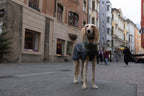 Dog Winter Jacket product image 4