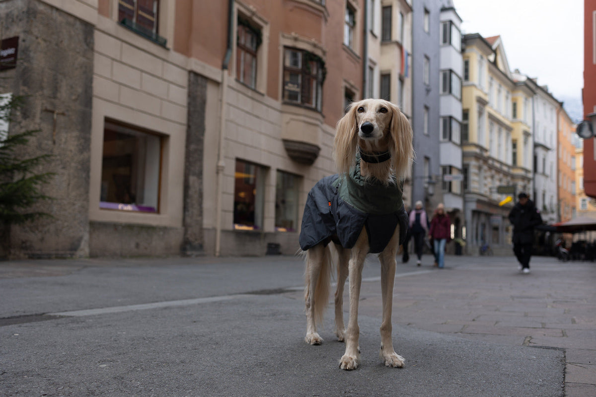 Dog Winter Jacket product image 4