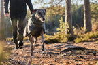 Dog Winter Jacket product image 5