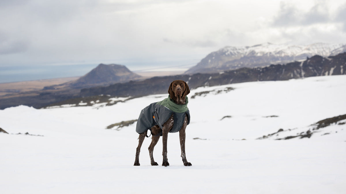 Dog Winter Jacket product image 6
