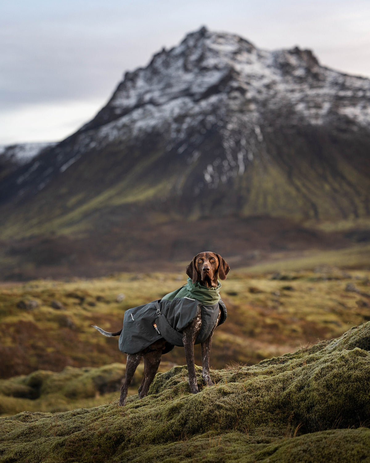 Dog Winter Jacket product image 7