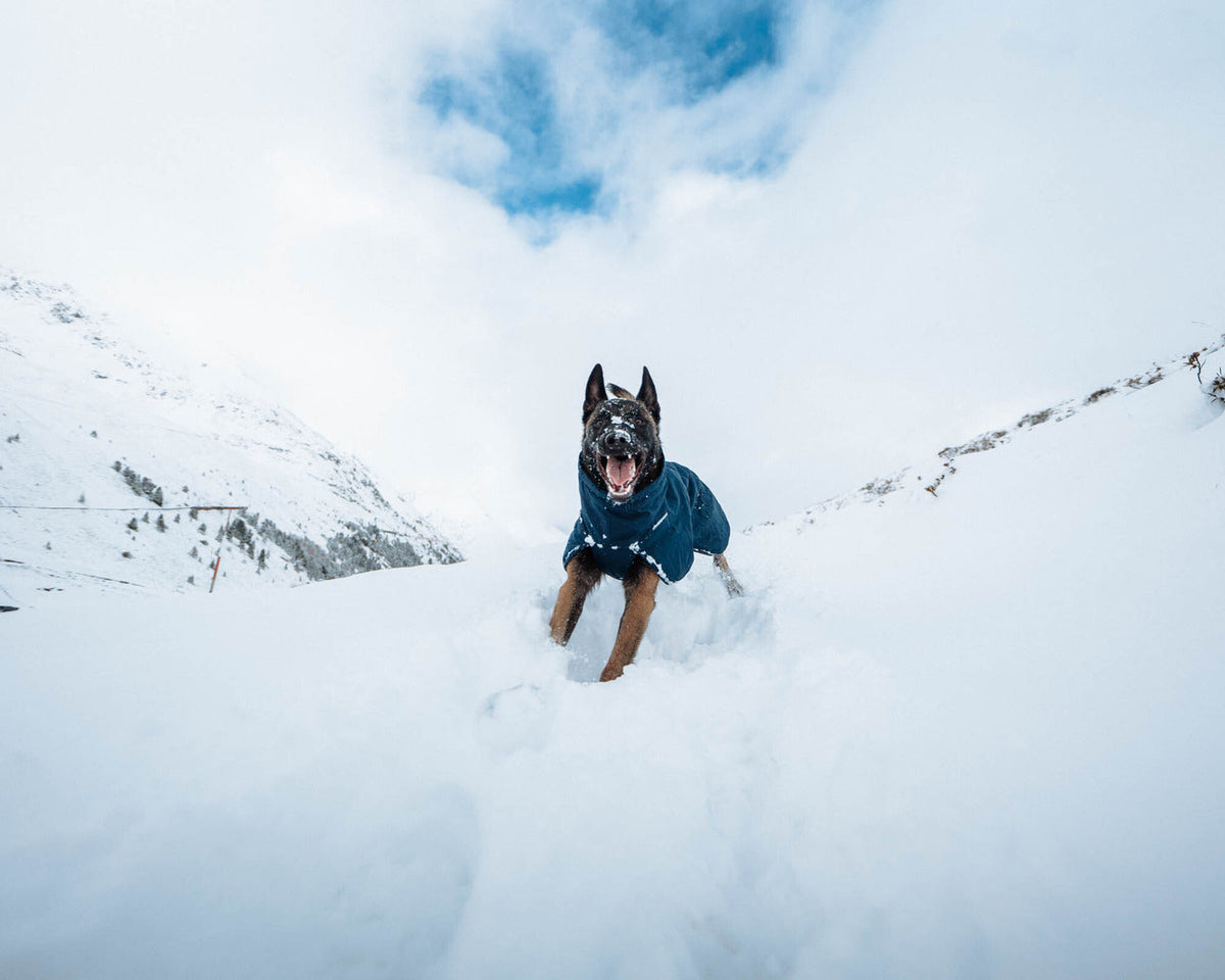 Dog Winter Jacket product image 10