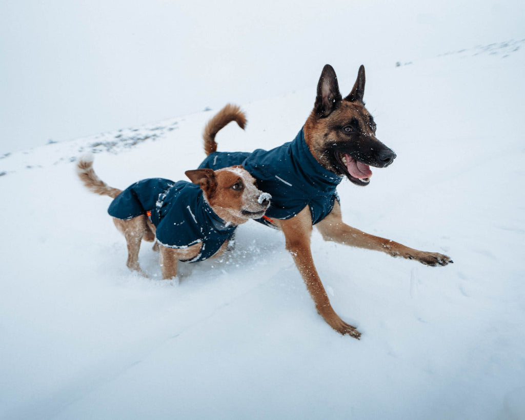 Dog Winter Jacket product image 11