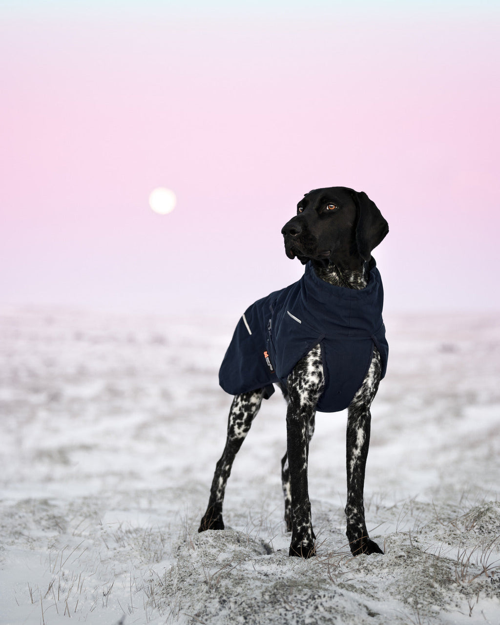 Dog Winter Jacket product image 13