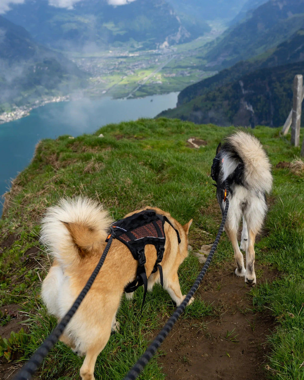 Rope Dog Leash product image 3