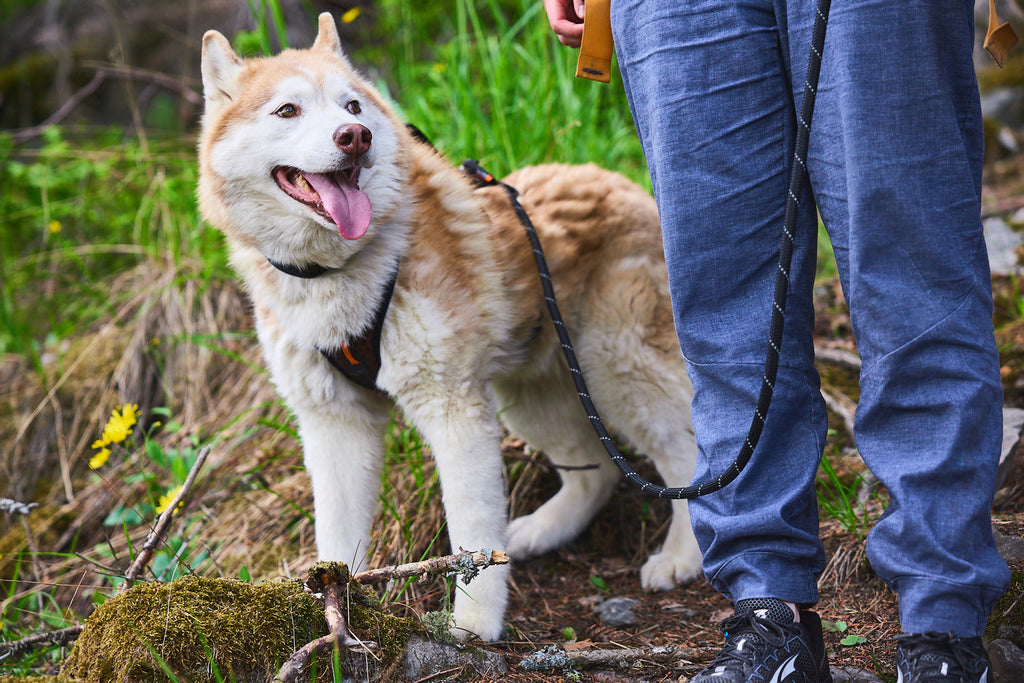 Rope Dog Leash product image 6