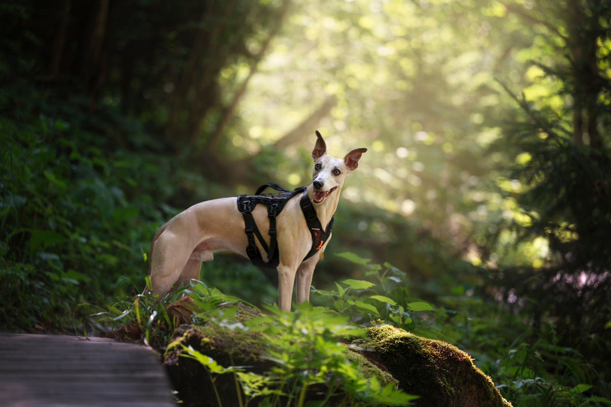 Dog Harness product image 2