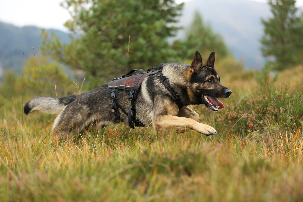 Dog Harness product image 3