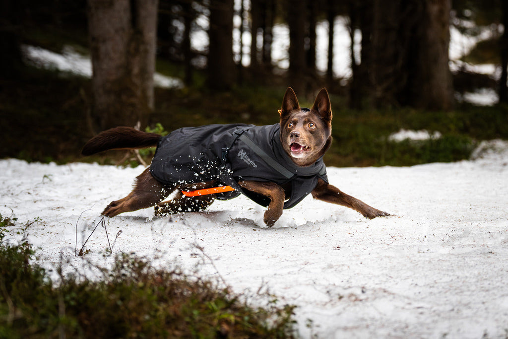 Insulated Dog Jacket product image 2