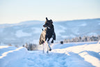 Insulated Dog Jacket product image 3
