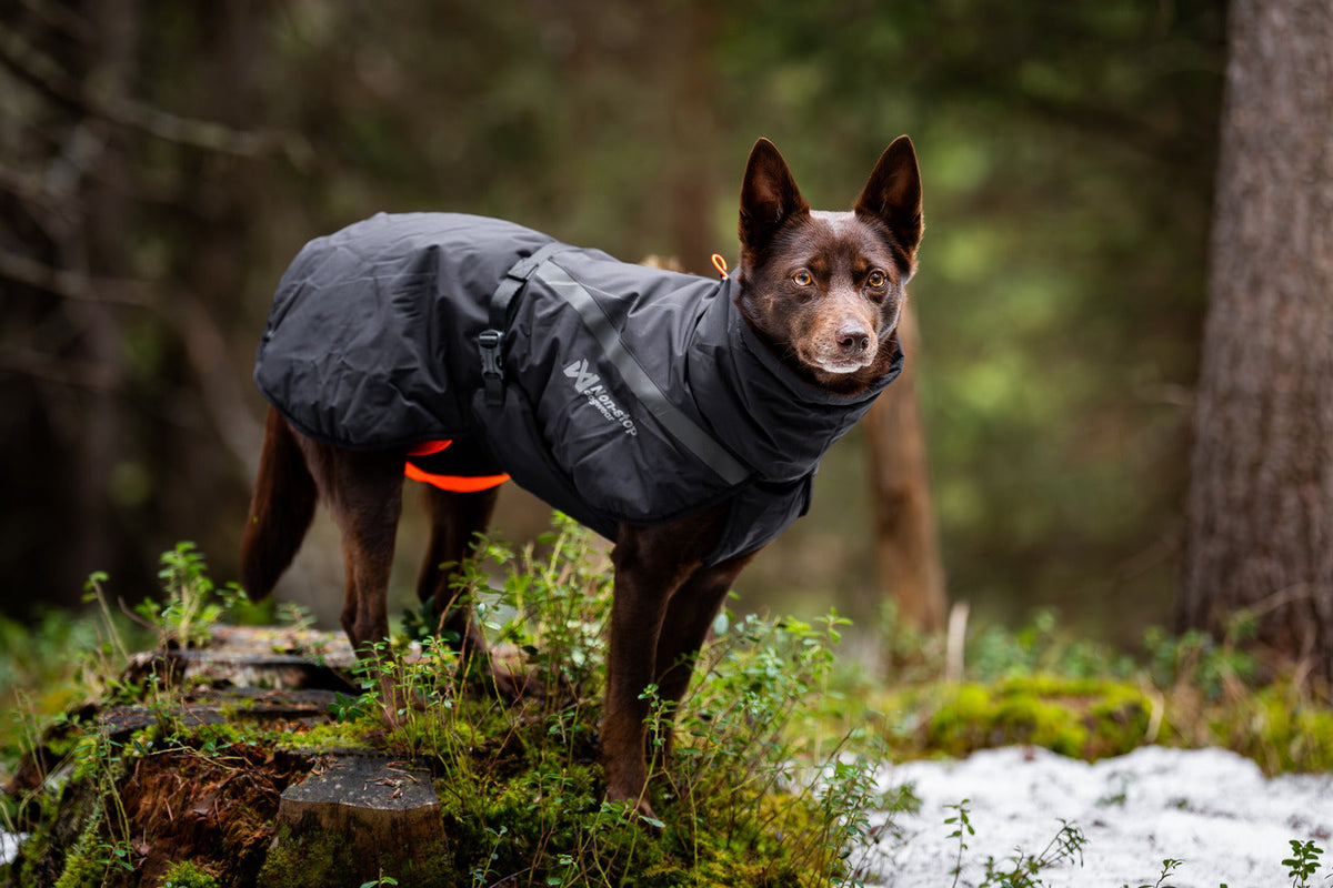 Insulated Dog Jacket product image 5