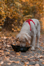 Collapsible Dog Bowl product image 4